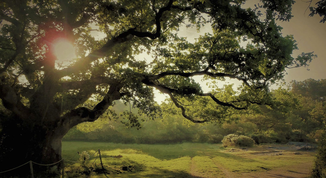 Sylvie Honoré, naturopathe, s'installe à La Trinité 